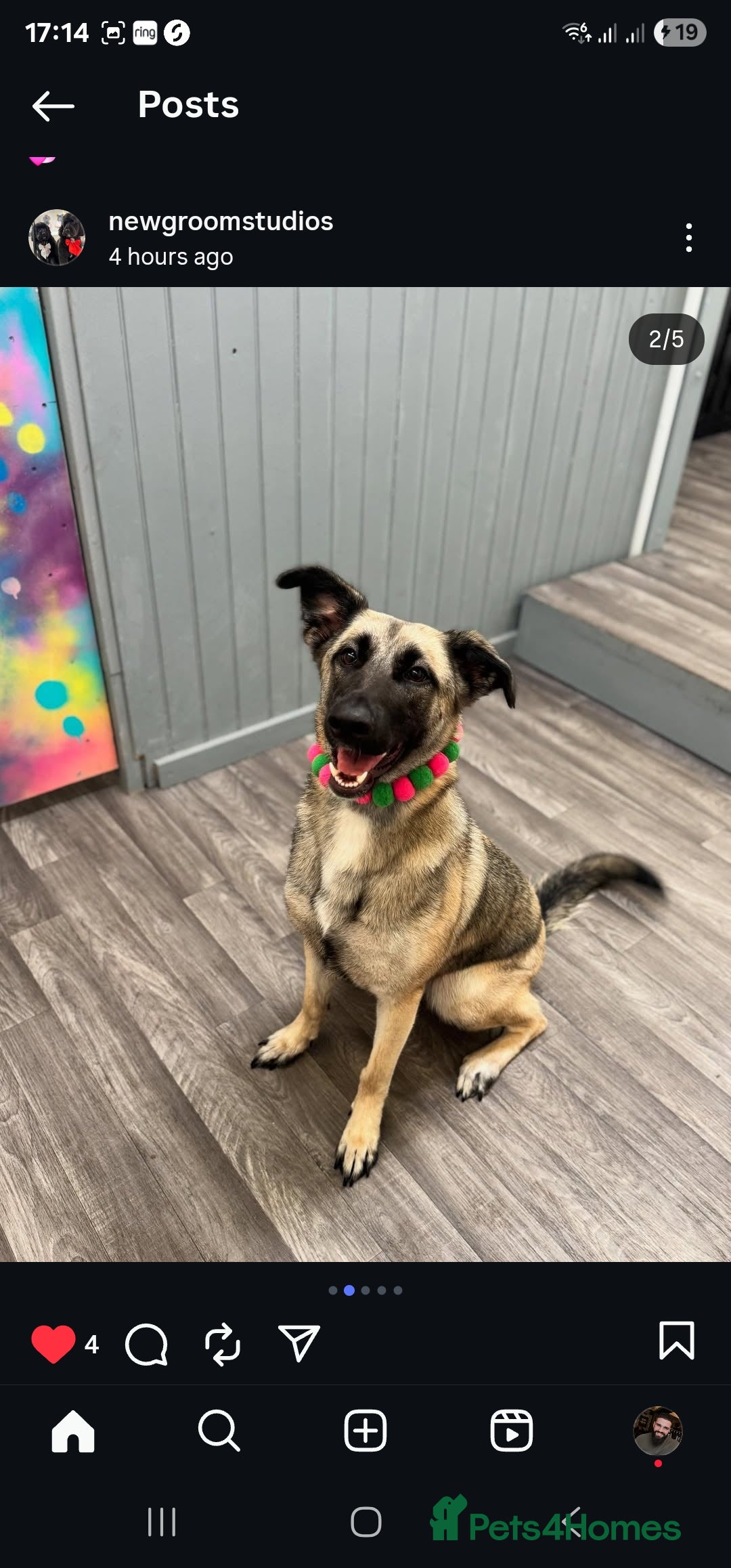 Mixed Breed dogs for sale: 1 year old for rehome - Image 1