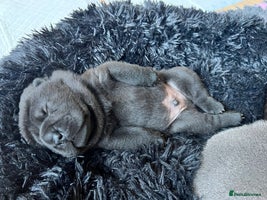 Mixed Breed dogs ChowPei Pups - Advert 1