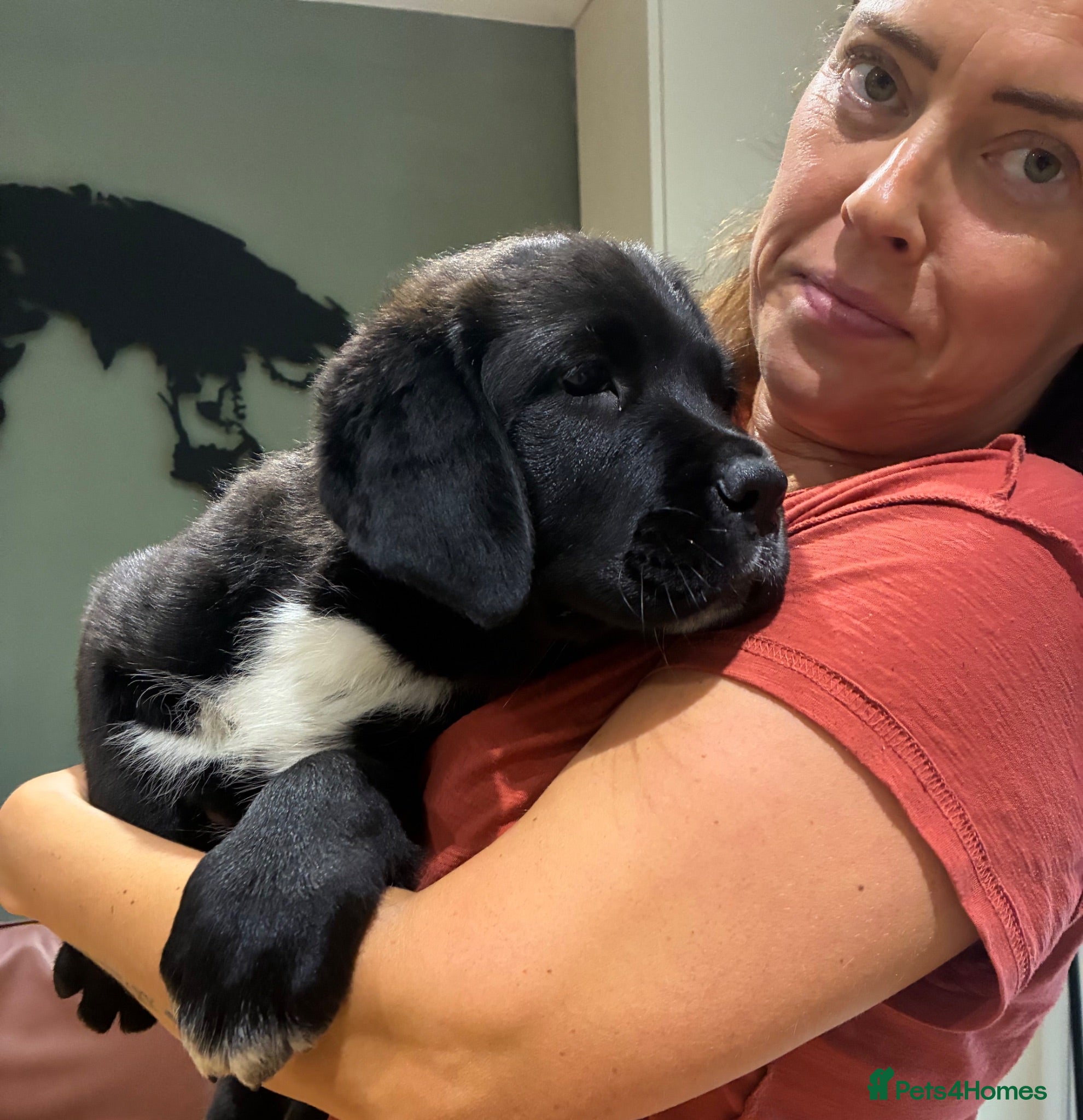 Mixed Breed dogs Central Asian Shepard x Rottweiler Puppies - Advert 2