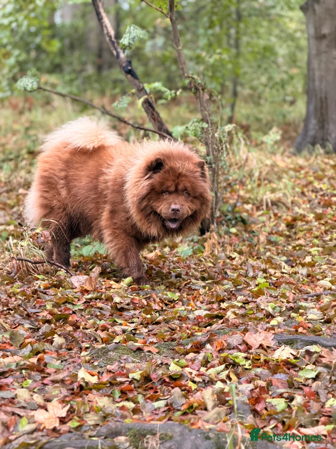 Chow Chow dogs for stud: Luca – Stunning Chocolate Chow Chow. - Advert 2