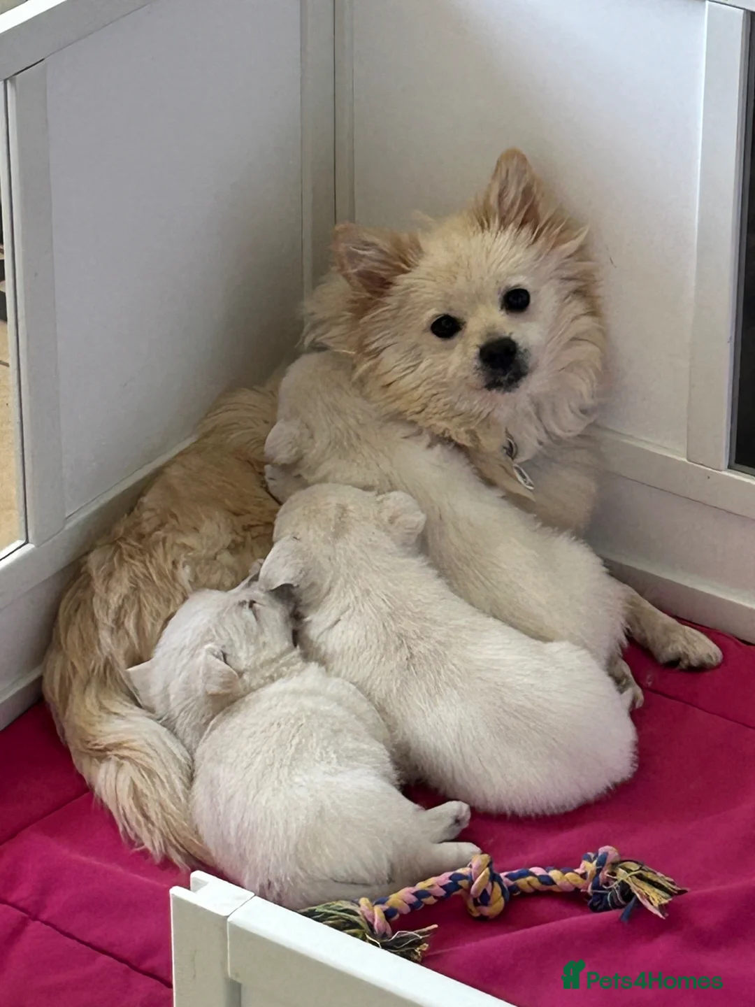 Mixed Breed dogs for sale: Stunning Westie x Spitz pups - Advert 2