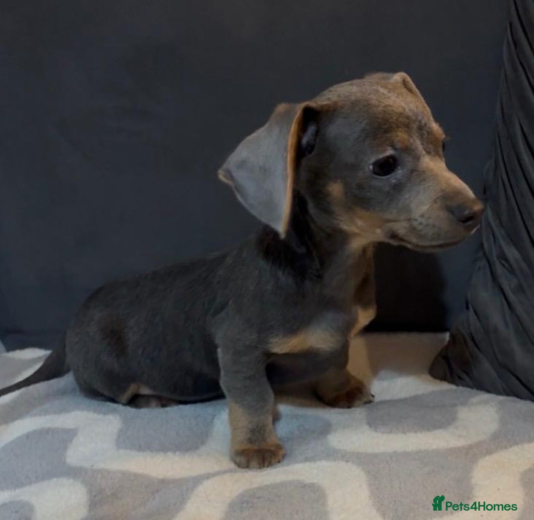 Mixed Breed dogs for sale: Daxijacks puppies ❤️💙 - Advert 7