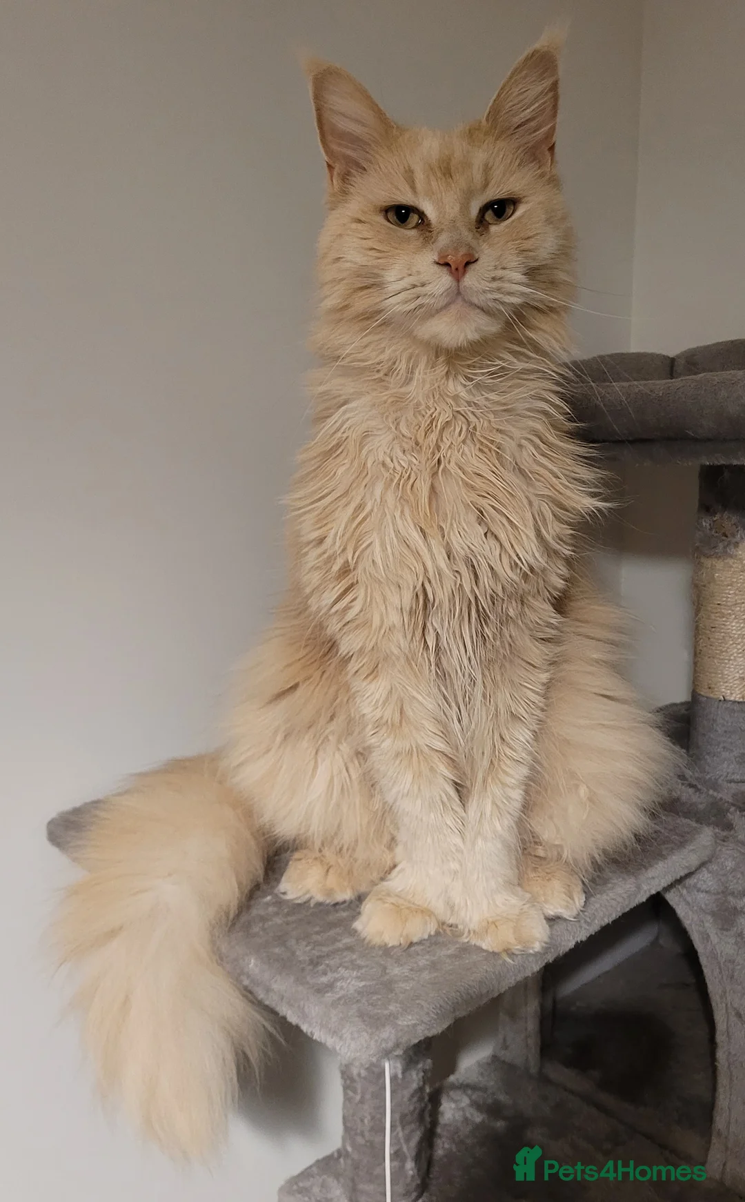 Maine Coon cats for sale: Gorgeous male and female maine coons - Advert 3