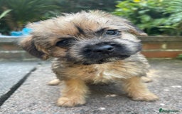 Mixed Breed dogs for sale: ❤️Beautiful Border Terrier cross puppies for sale. - Image 6
