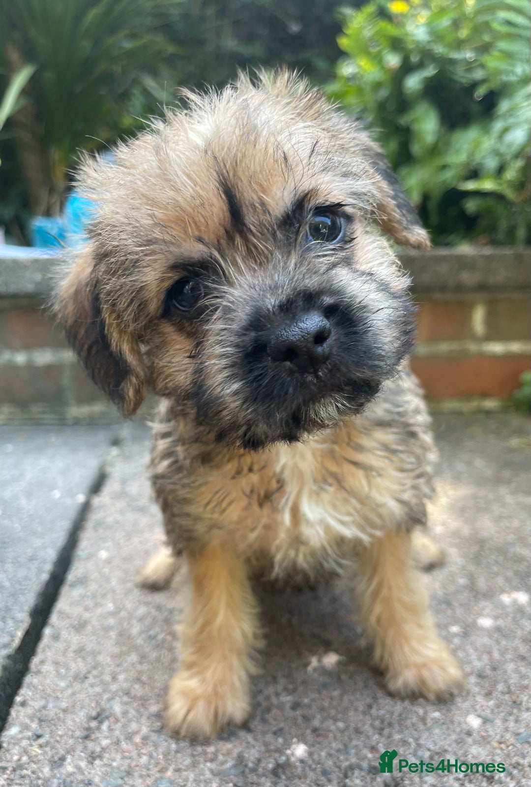 Mixed Breed dogs for sale: ❤️Beautiful Border Terrier cross puppies for sale. - Image 6