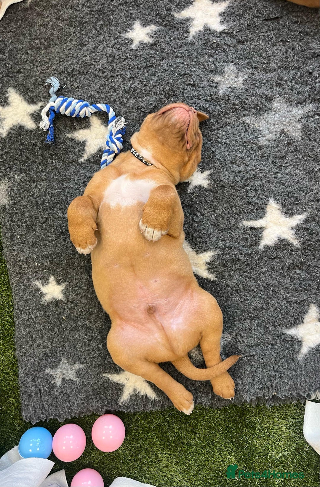 Dogue De Bordeaux dogs for sale: Top Quality DoguedeBordeaux -Last Boy Remaining!  in Hornchurch - Image 40