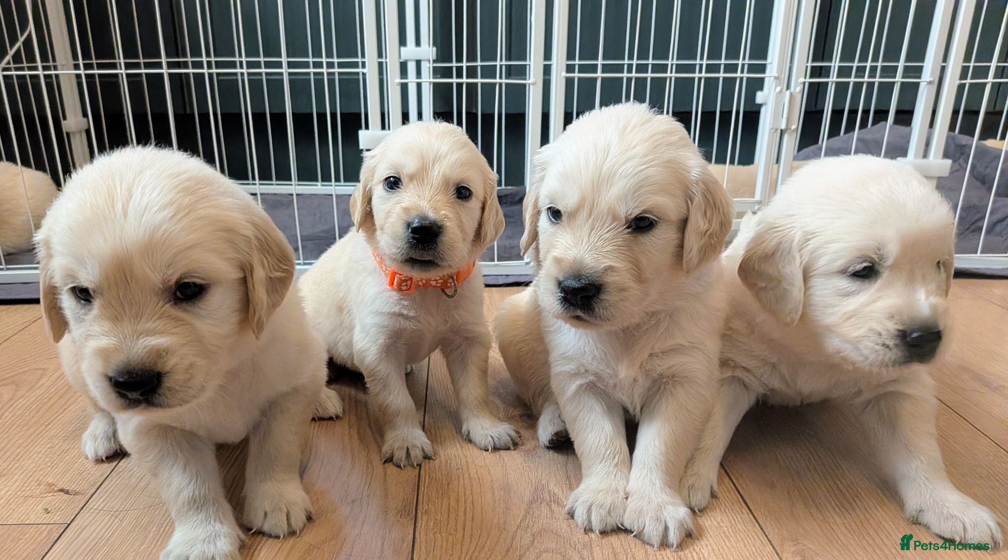 Golden Retriever dogs KC Registered Chunky  Golden Retriever  puppies  - Advert 5