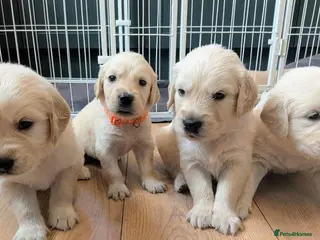Golden Retriever dogs KC Registered Chunky Golden Retriever puppies - Advert 5