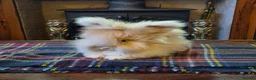 Angora rabbits for sale: Gorgeous Angora Rabbits, Pure Bred Full Faced. - Advert 28
