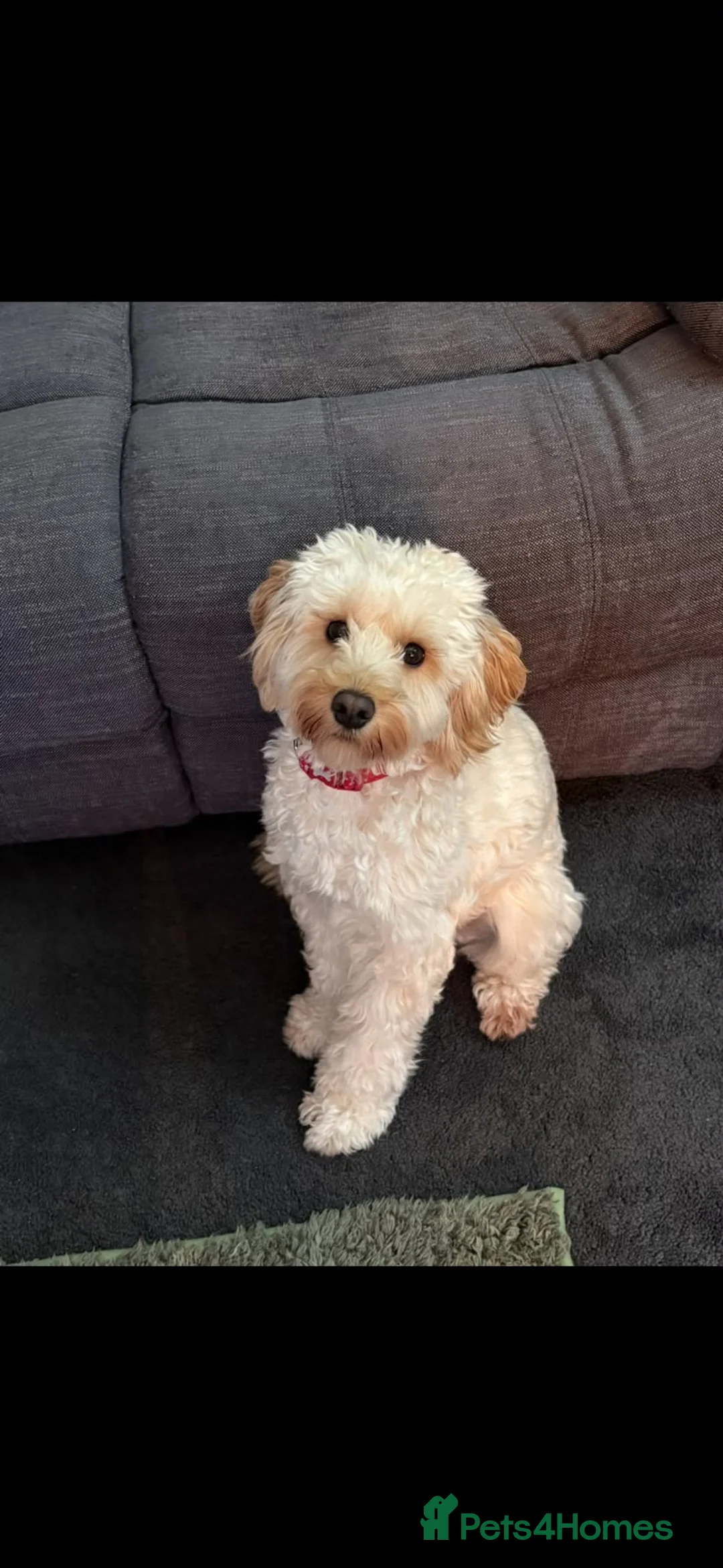 Cavapoo dogs for sale: Beautiful cavapoo girl  - Advert 2