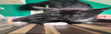 Mixed Breed Kitten 3