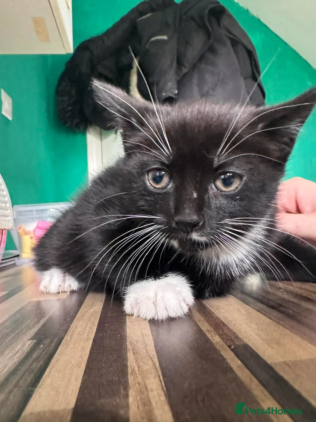 Mixed Breed cats for sale: Kittens - Advert 4