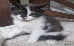 Mixed Breed cats for sale: Siberian cross ready to go!!! - Image 22