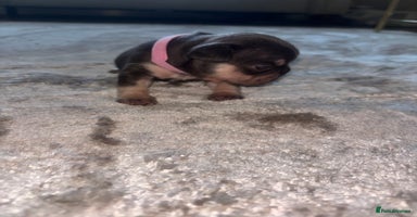 French Bulldog dogs - Advert 3