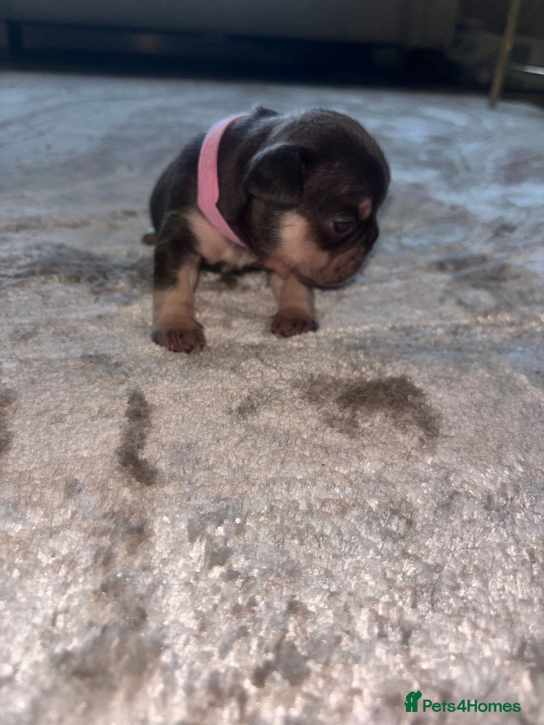 French Bulldog dogs for sale: Stunning Litter of French Bulldogs  - Image 2