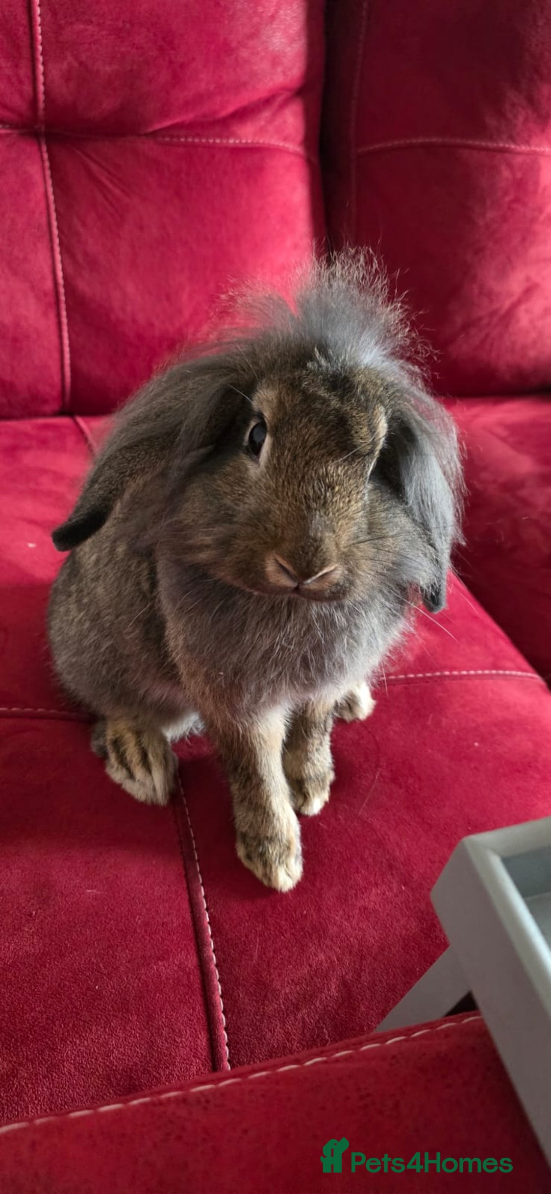 French Lop rabbits for sale: 2 beautiful natured lops free to a good home - Advert 3
