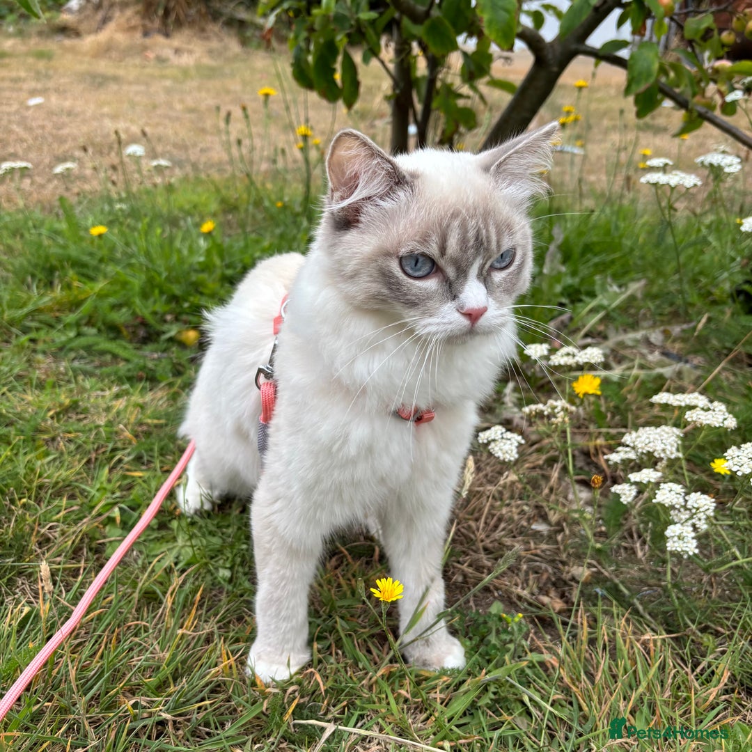 Ragdoll cats for sale: Beautiful 7 month Ragdoll - Image 3