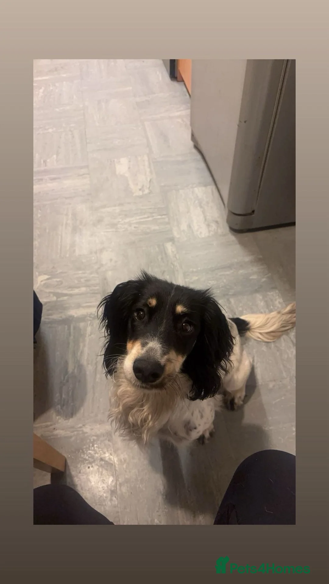 Sprocker dogs for sale: Beautiful 2 year old sprocker. in Bromyard - Advert 2
