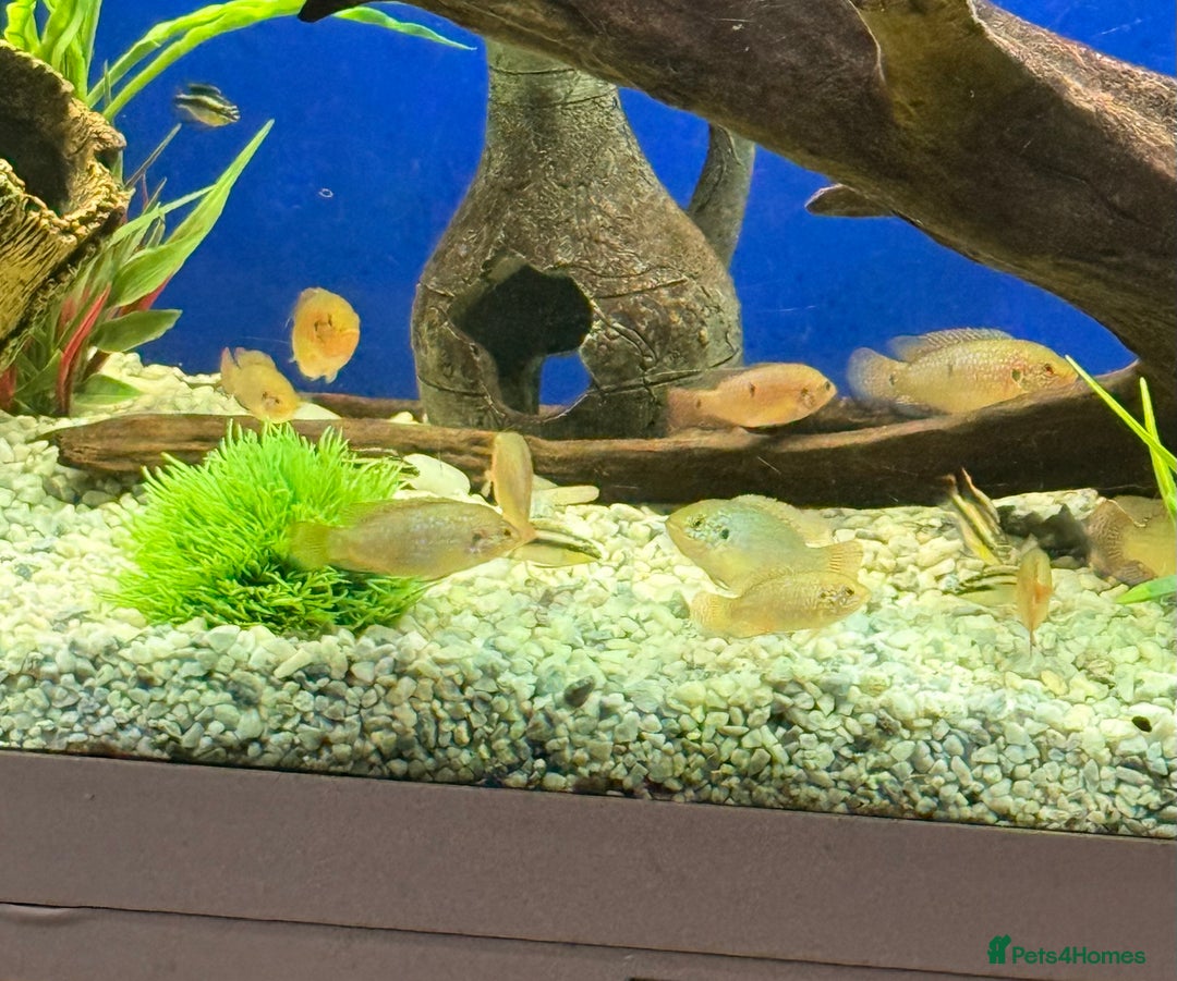 Cichlids fish for sale: Jewel cichlids for sale - Image 3