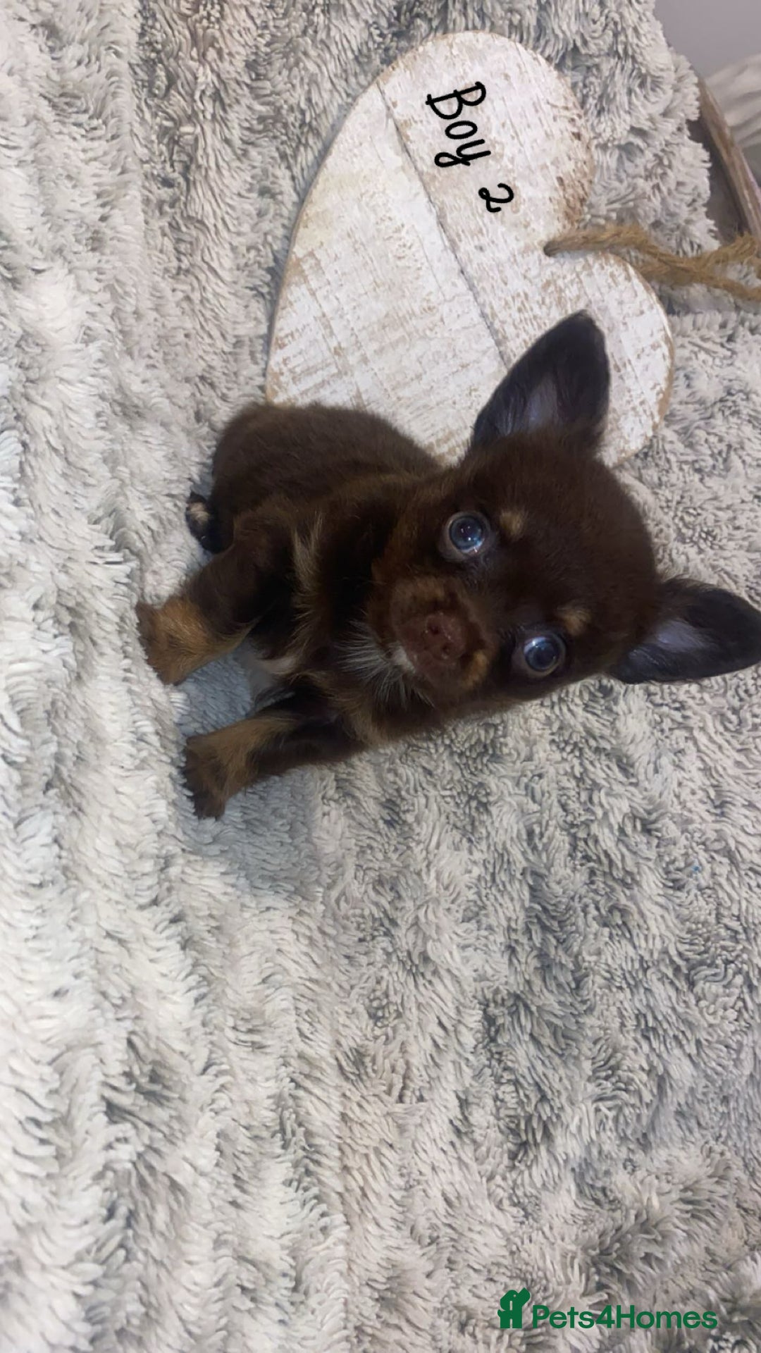 Chihuahua dogs for sale: ✨🐾 chihuahua pups 🐾✨ - Image 4