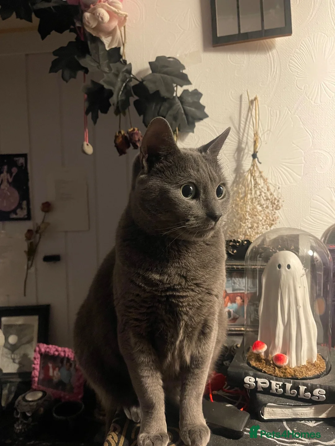 British Shorthair cats for sale: Looking for a new home  - Advert 2