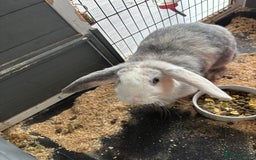 Mini Lop rabbits for sale: Rabbit for sale with cage and litter box - Image 1