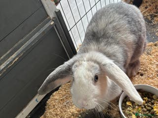 Mini Lop rabbits Rabbit for sale with cage and litter box - Advert 8