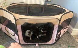 Mixed Breed cats for sale: 6 kittens looking for their forever homes  - Image 8