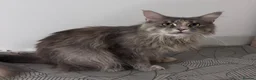 Maine Coon cats for sale: Blue Smoke Tortie Maine Coon Female - Advert 4