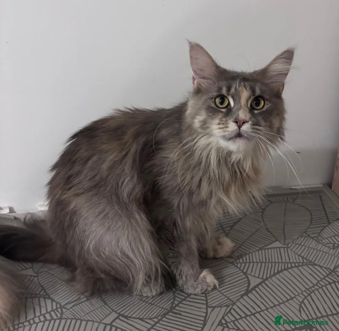 Maine Coon cats for sale: Blue Smoke Tortie Maine Coon Female - Advert 4
