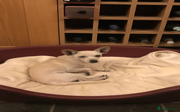 Chihuahua dogs for adoption: Brave little Peanut - Image 6