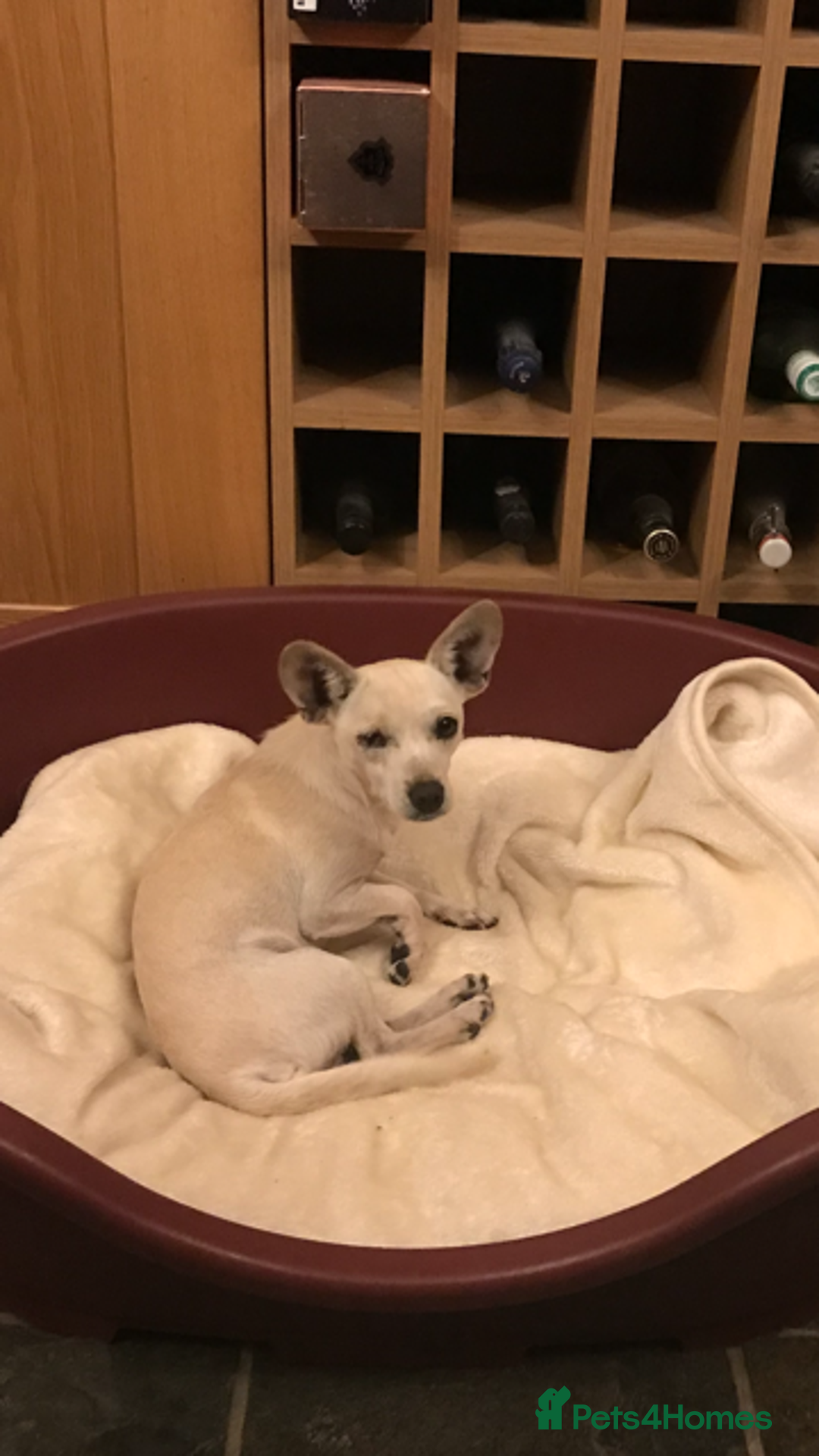 Chihuahua dogs for adoption: Brave little Peanut - Image 6