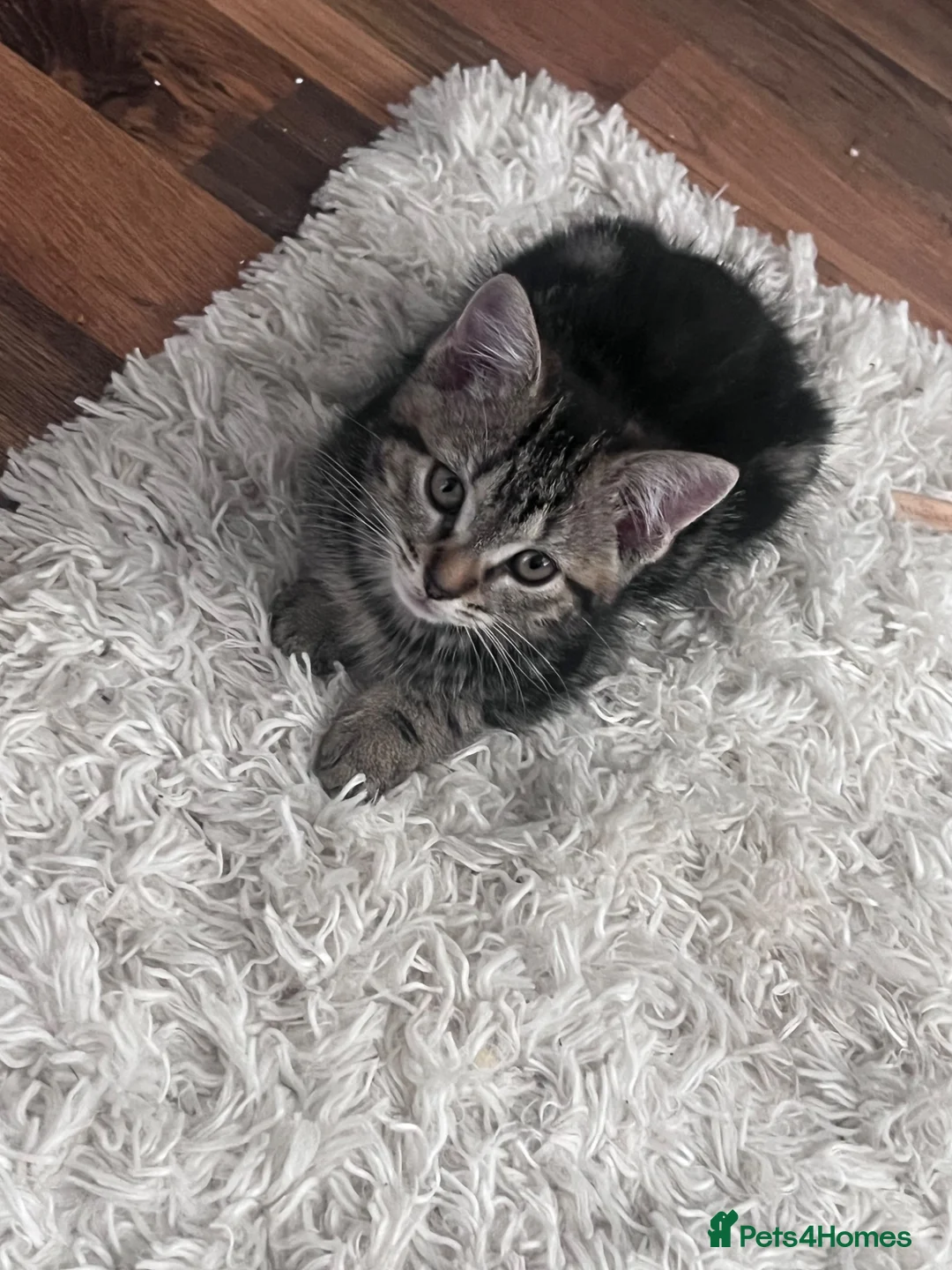 Mixed Breed cats for sale: Kittens - Advert 2