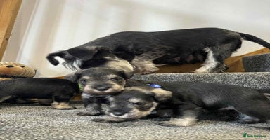 Miniature Schnauzer dogs - Advert 12