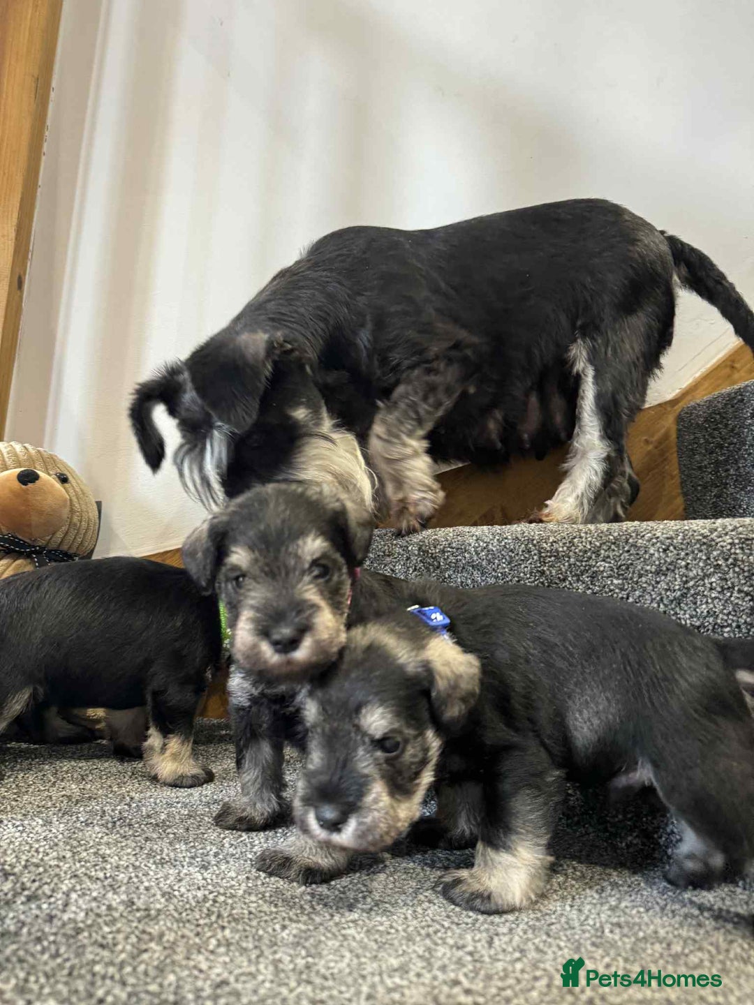 Miniature Schnauzer dogs for sale: Miniature Schnauzer Puppies KC/BVA/MAC Tested - Image 2