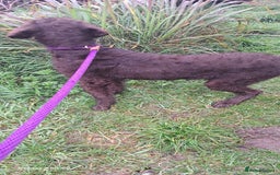 Mixed Breed dogs for sale: Doodle pointerpoodle boy in Cumnock - Image 3