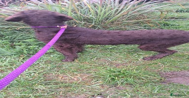 Mixed Breed dogs in Cumnock - Advert 5