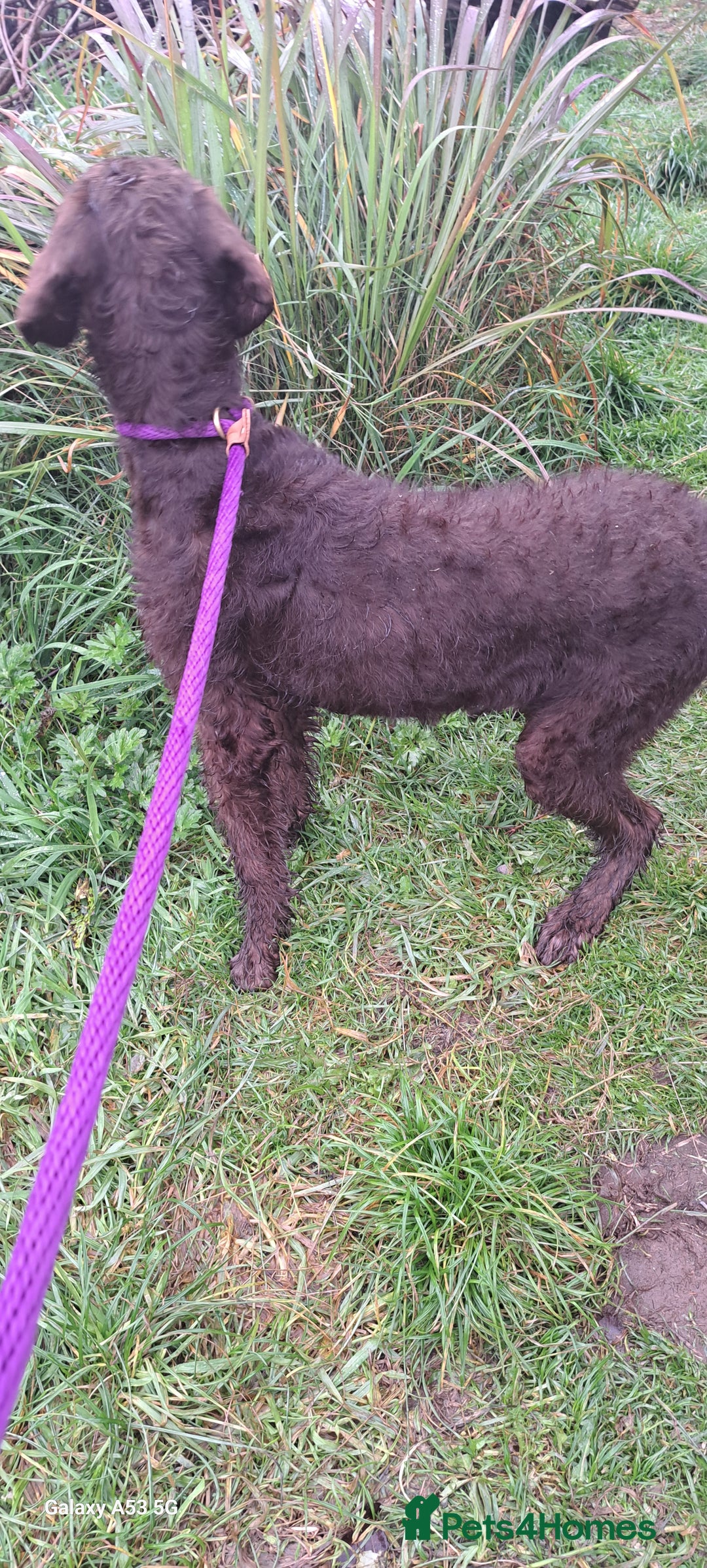 Mixed Breed dogs for sale: Doodle pointerpoodle boy in Cumnock - Image 3