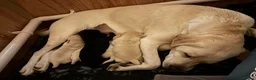 Labrador Retriever dogs for sale: Last girl of the litter “Pickle”  in Wymondham - Advert 2