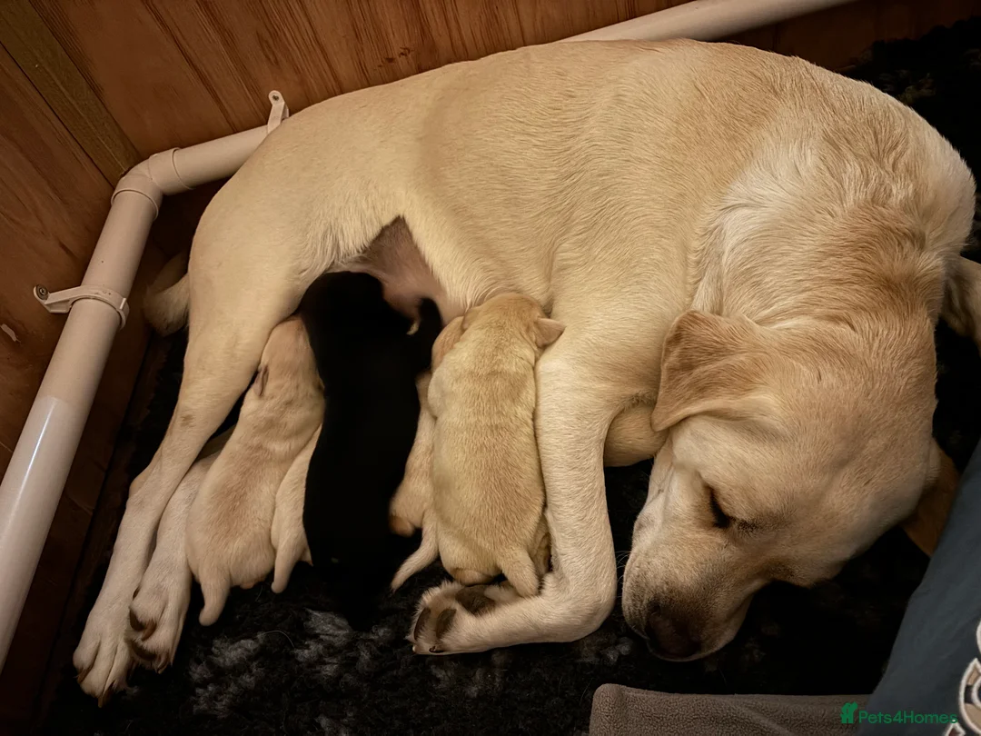 Labrador Retriever dogs for sale: Last girl of the litter “Pickle”  in Wymondham - Advert 2