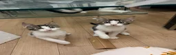 Maine Coon cats for sale: Half Maine Coon kittens  in Oldham - Advert 2