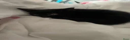 American Shorthair cats for sale: 1 Male Black Kitten! - Advert 3