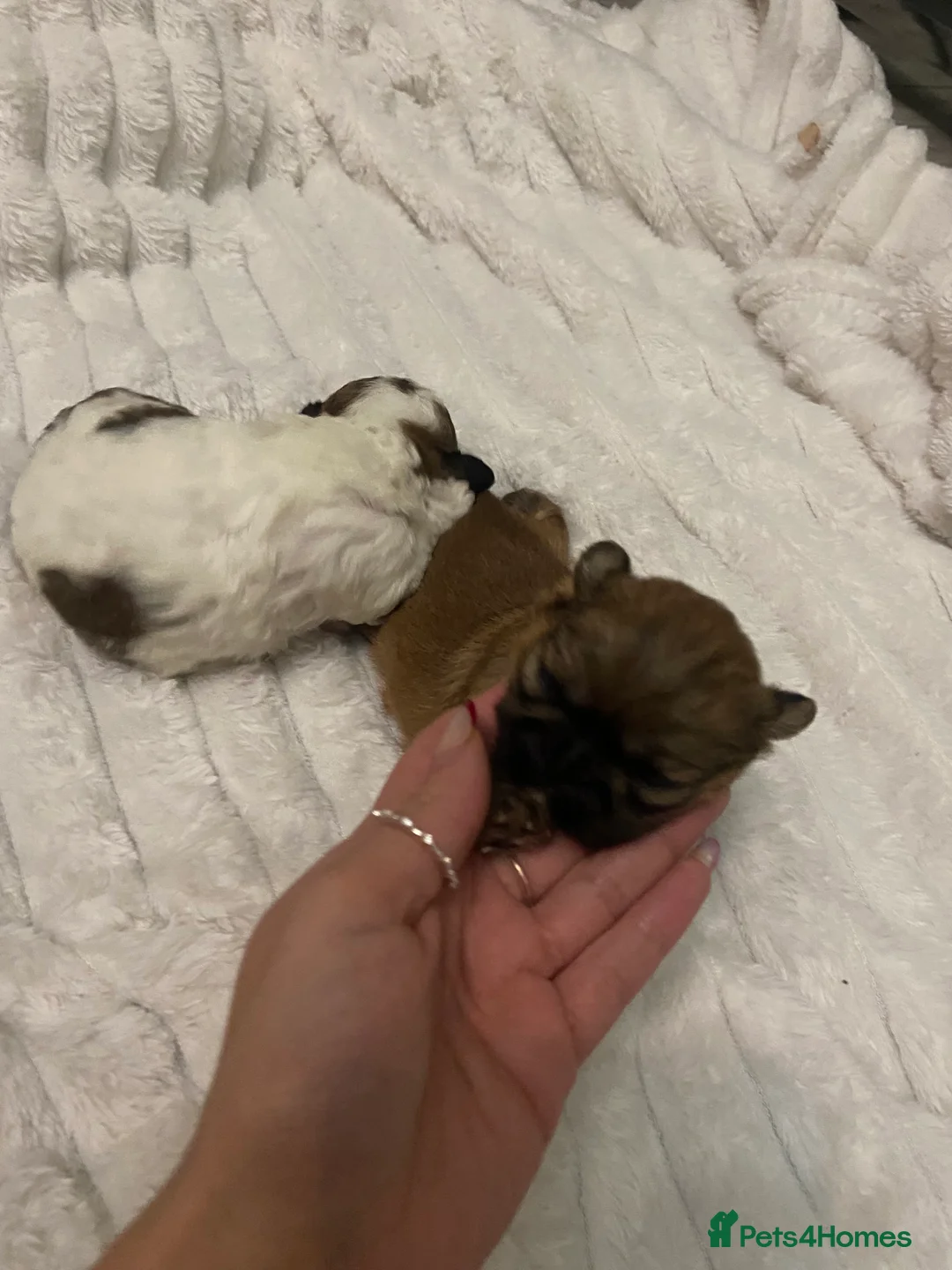 Shih Tzu dogs for sale: X2 beautiful female shihtzu puppies  - Advert 5