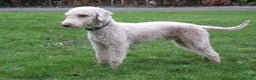 Bedlington Terrier dogs for stud: Liver Bedlington, KC reg, CT clear Stud dog - Advert 2