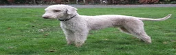 Bedlington Terrier dogs for stud: Liver Bedlington, KC reg, CT clear Stud dog - Advert 2