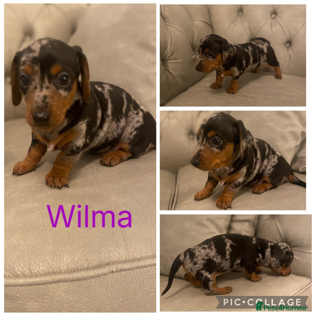Miniature Dachshund dogs for sale: Miniture dachshund puppies  - Advert 5