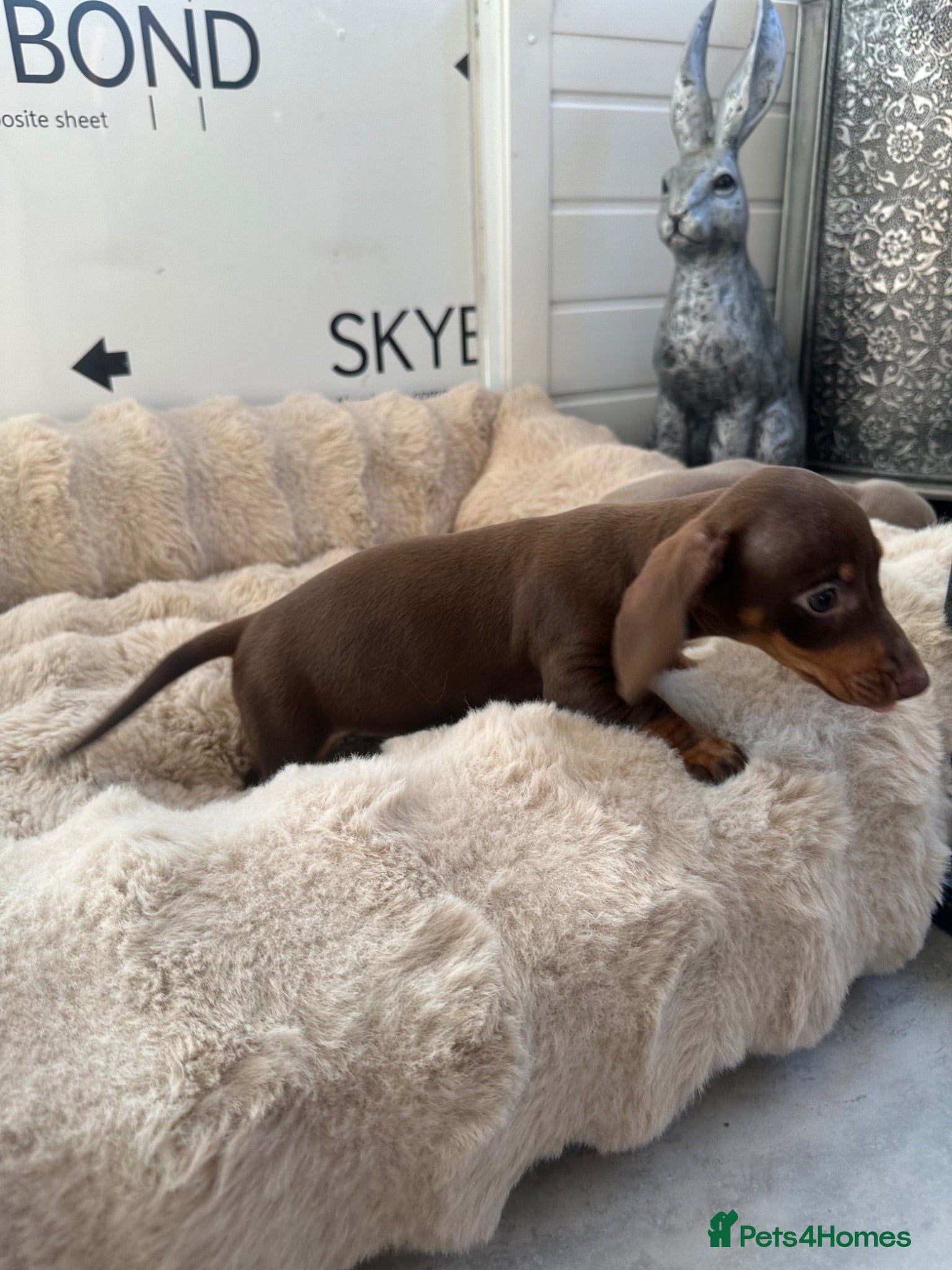 Miniature Dachshund dogs Miniature Dutch hound puppies - Advert 2