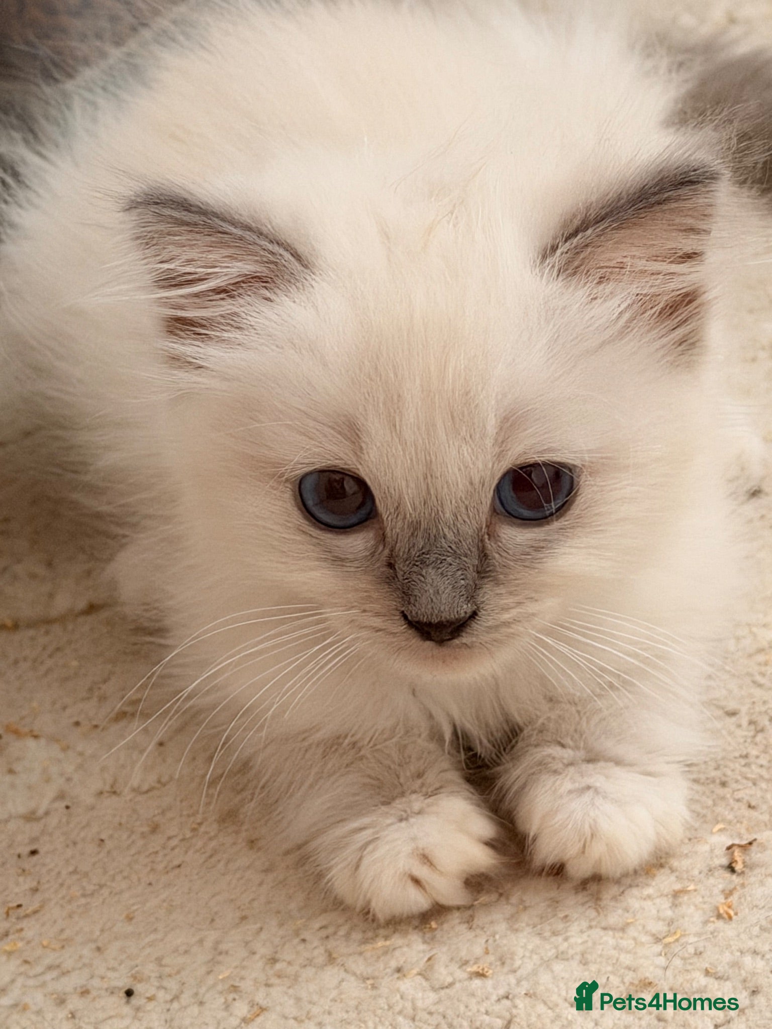Ragdoll cats Beautiful blue eyes baby’s 3 boys left - Advert 6