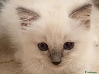 Ragdoll cats Beautiful blue eyes baby’s 3 boys left - Advert 6
