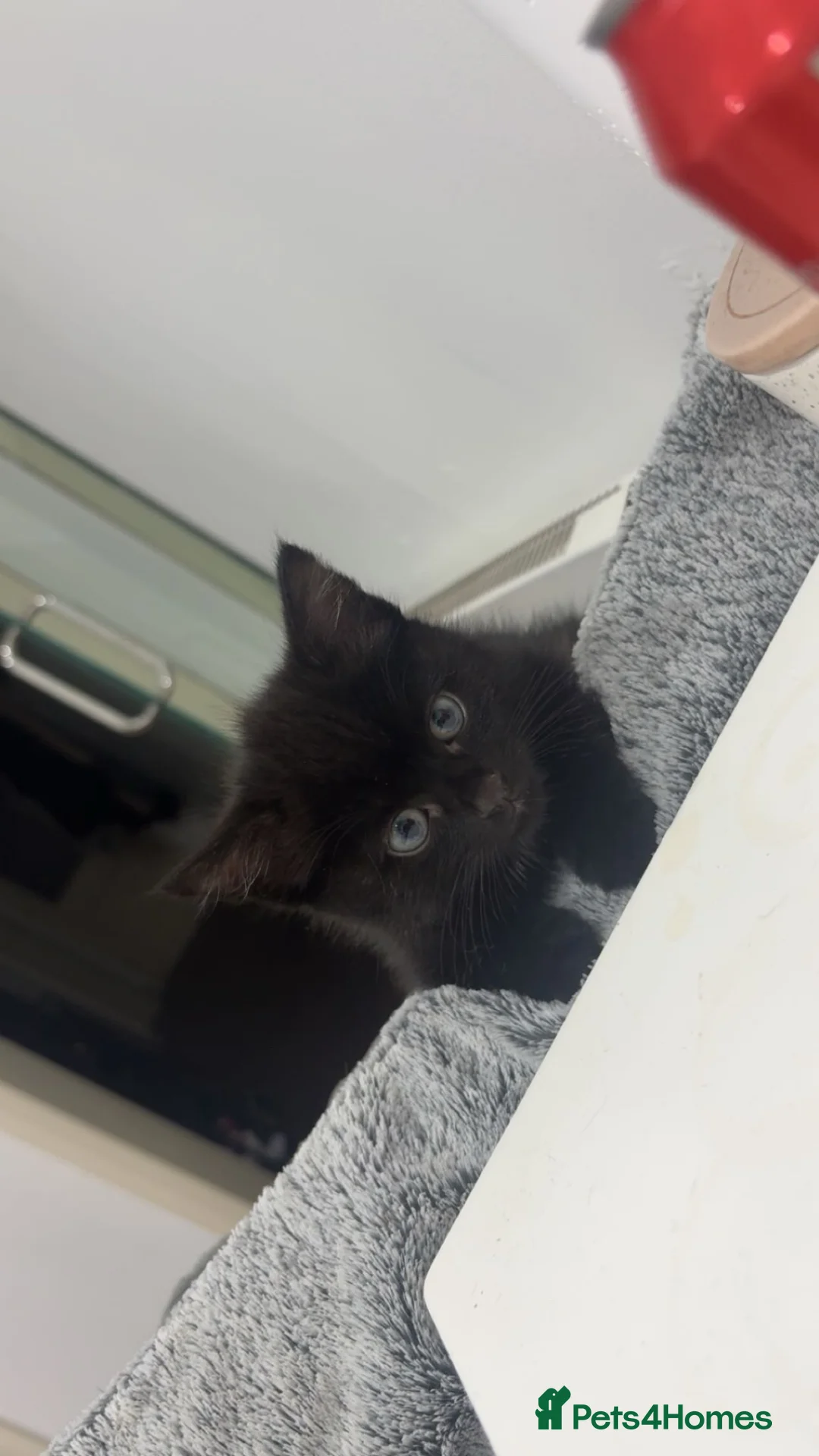 Mixed Breed cats for sale: Black Male Kitten - Advert 2